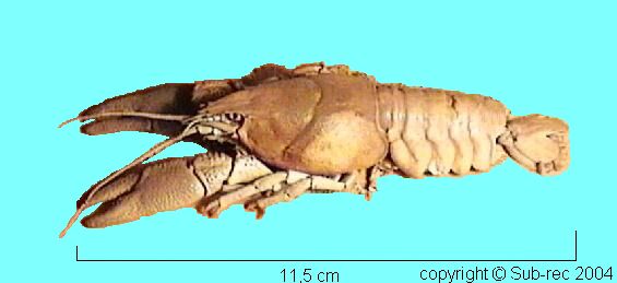 Crayfish .jpg ( bytes)